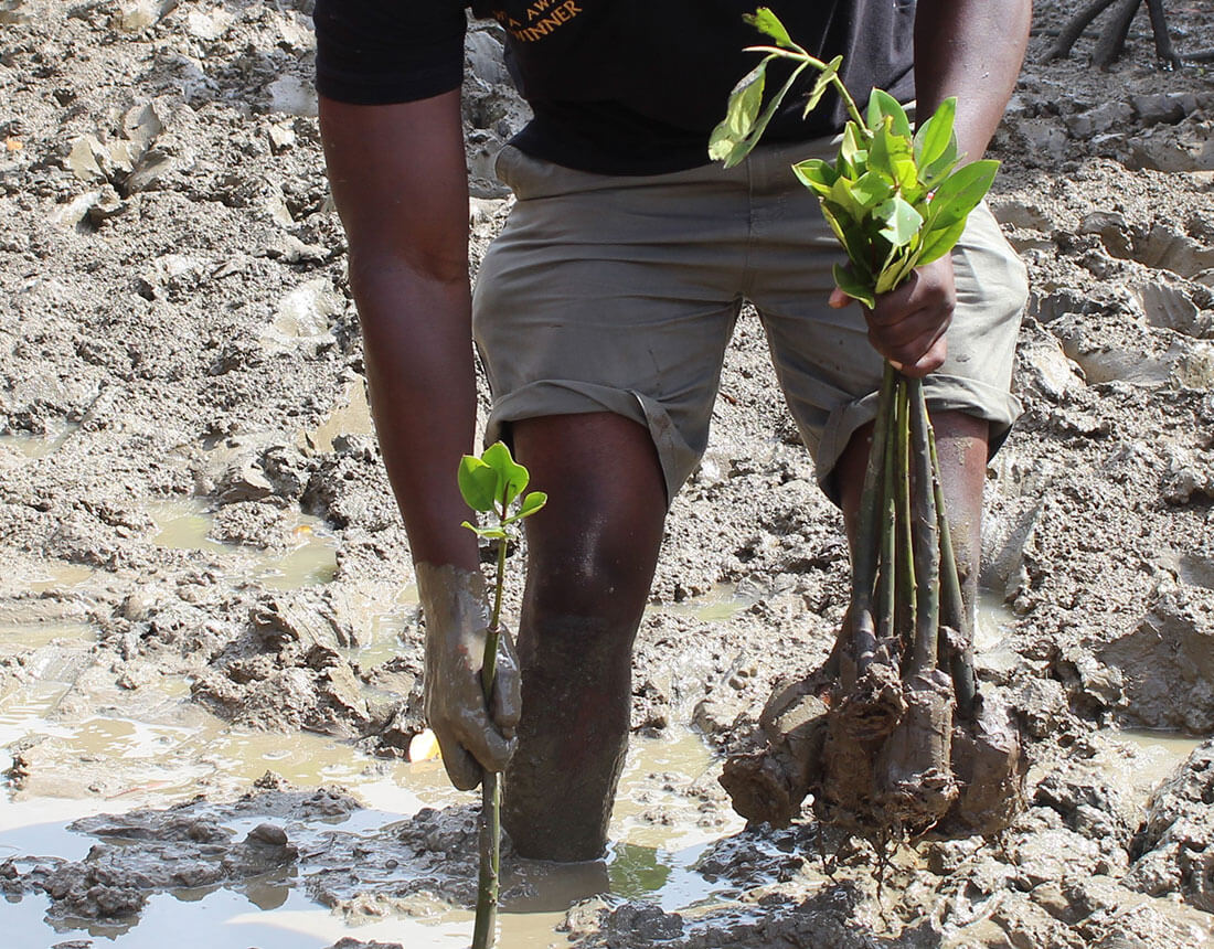 Mangrove Planting