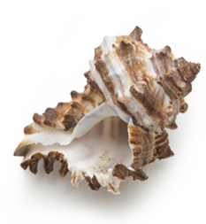 shell